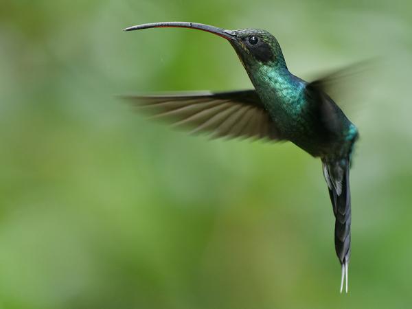 <h3>Phaethornis guy / Green hermit / Groene heremietkolibrie</h3>OM-1 Mark II with OLYMPUS M.150-400mm F4.5, 1/500 sec at F4.5, ISO 10000, distance 3.53 m